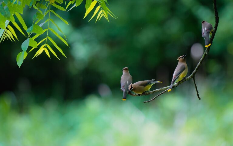 Beginner Tips for Backyard Birdwatching: Enjoy Nature at Home